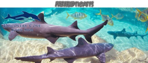 Discovery Cove Shark Swim v1