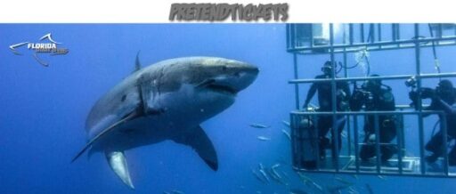 Florida Shark Diving - Cage Dive v1
