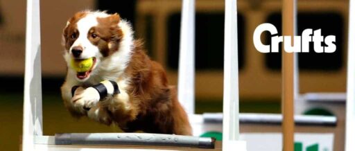 Crufts v1
