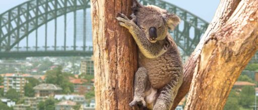 Australia - Sydney - Koala