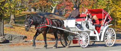 USA - New York - Central Park Horse And Carriage